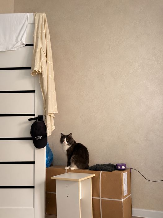 отдам кота в хорошие руки