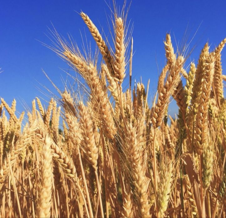 Продам семена 1РС Ликамеро , Токката