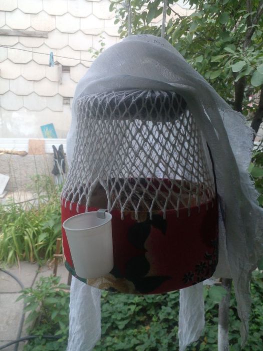 Продаются перепелки