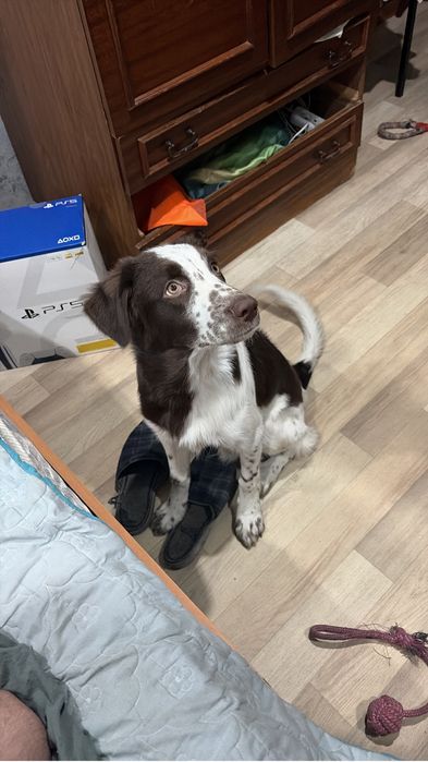 Отдам щенка кобель 5 месяцев