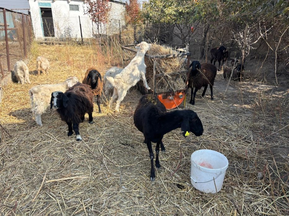 Қой Қозы Ешкі Лақ