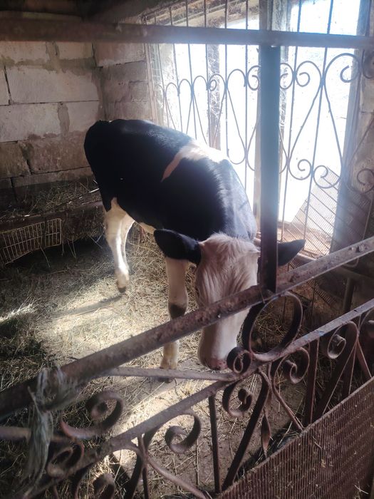 Vitea baltata romaneasca