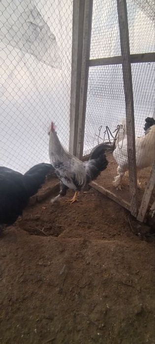 Петухи домашние,породистые