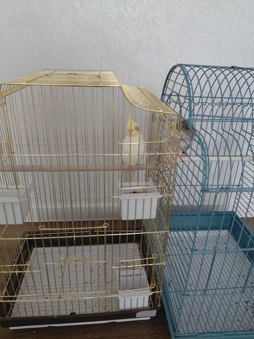Попугаи карелла  продам в одни руки