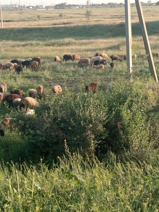 Овцы продам оптом