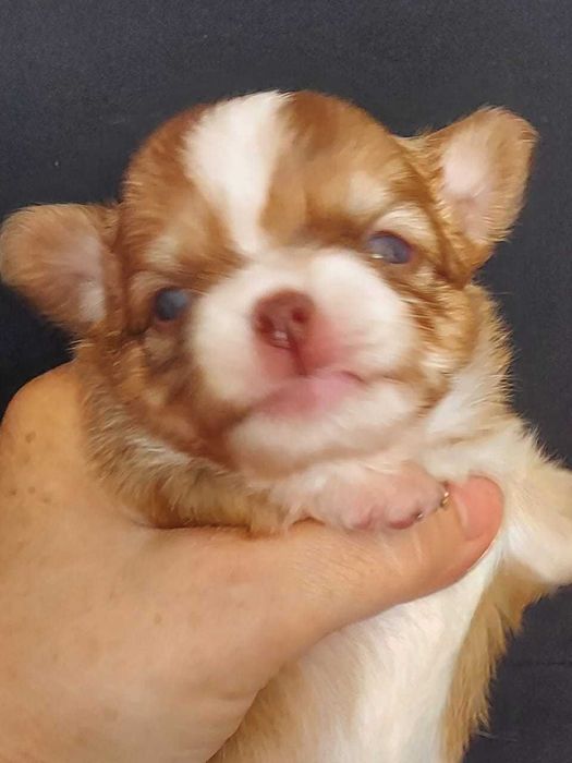 Продаю щенков чихуахуа