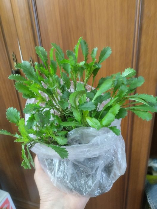 Ромашка садовая.