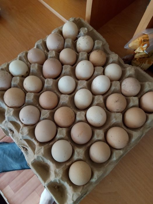 Продам цесарок несушек