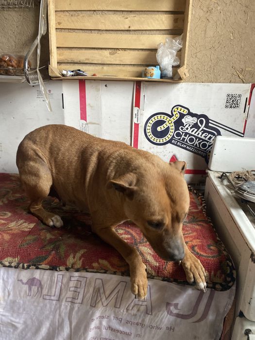 Кучук пидбул айол