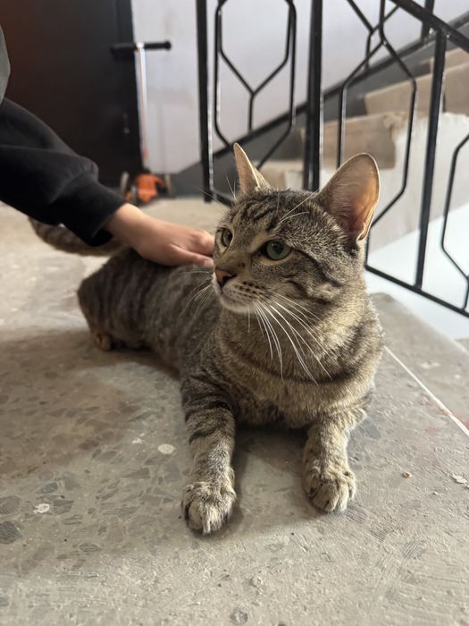 Кот заберите пожалуйста