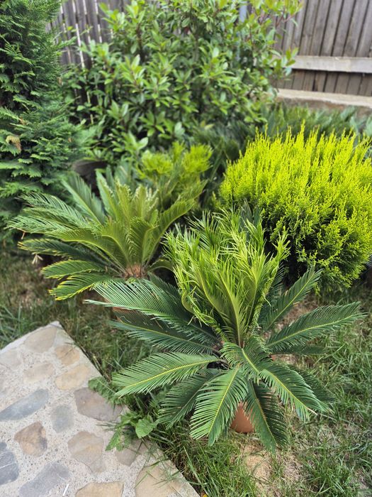 Plante ornamentale