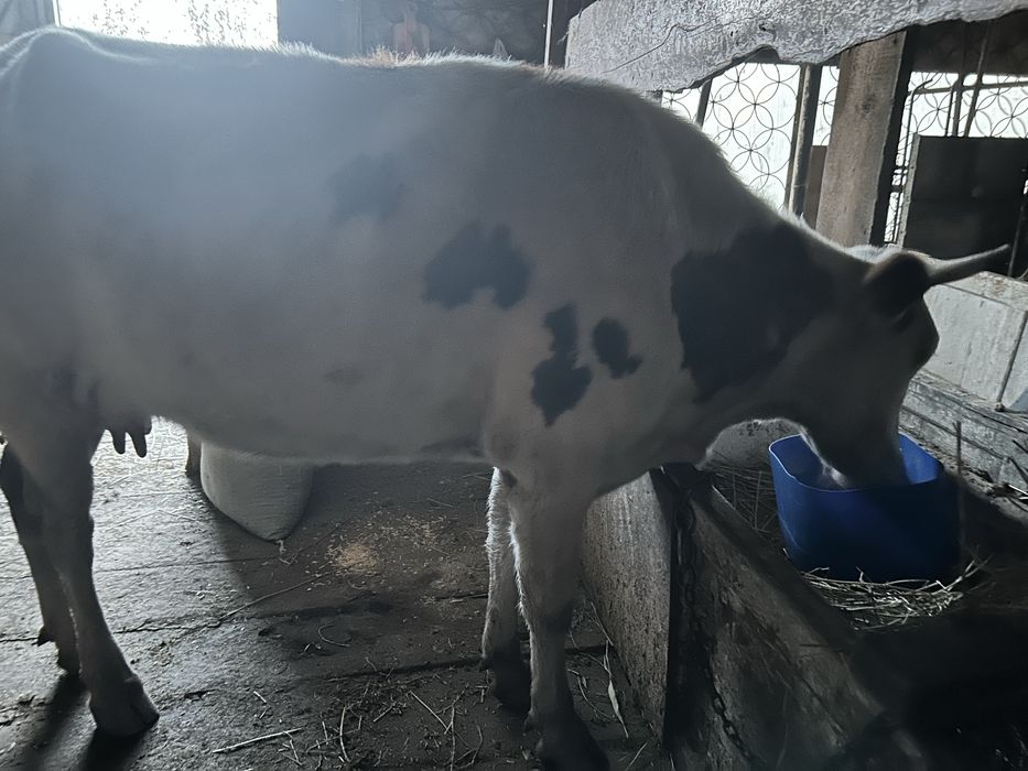 Екі Сиыр  сатылады , Алатау пародасы