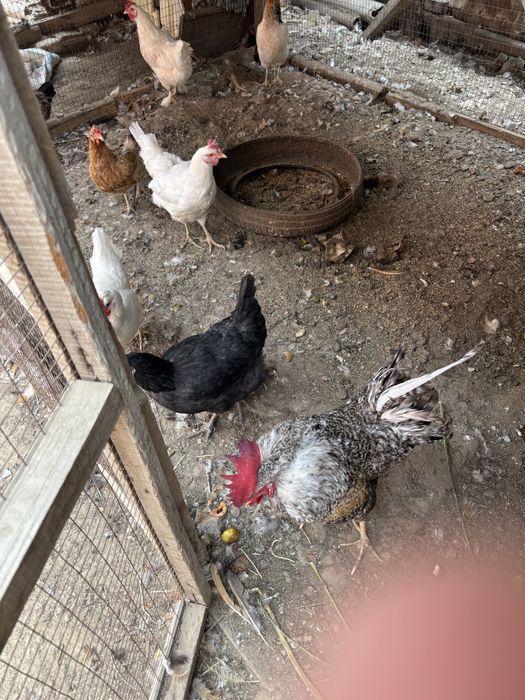 Петух и курица