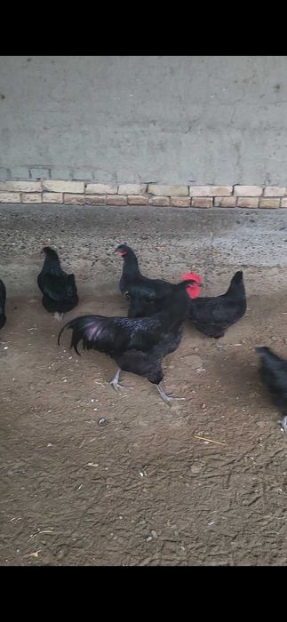 Курица автралорп