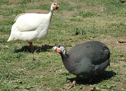 Цесарка тауык сатылады