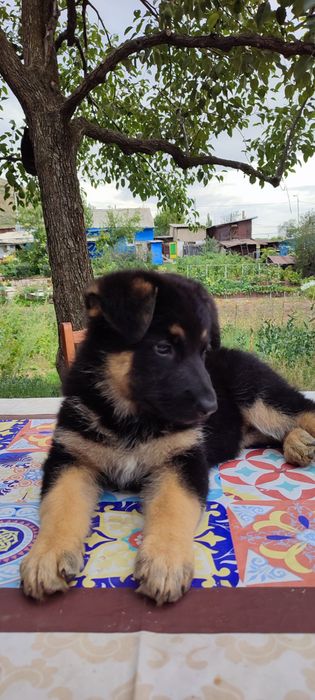 Немецкая овчарка