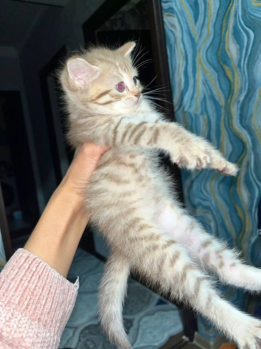 Киз мушук боласи сотилади