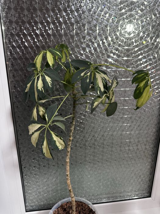 Цветы комнатные в идеале