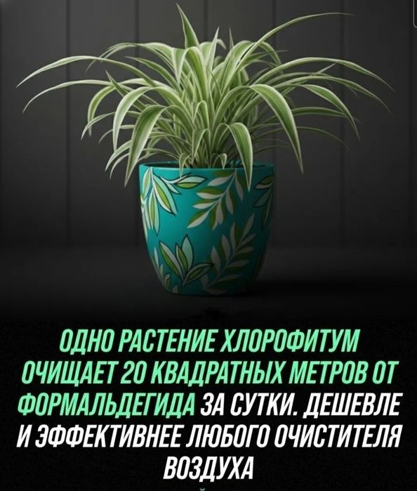 Хлорофитум очиститель воздуха..