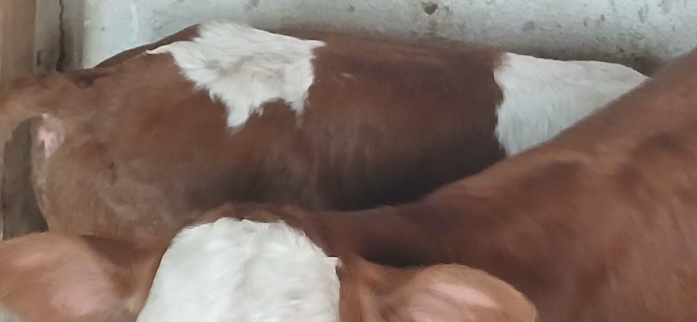 Vitei belgieni si baltata romaneasca