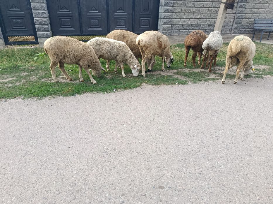 В продажи Жирные Барашки