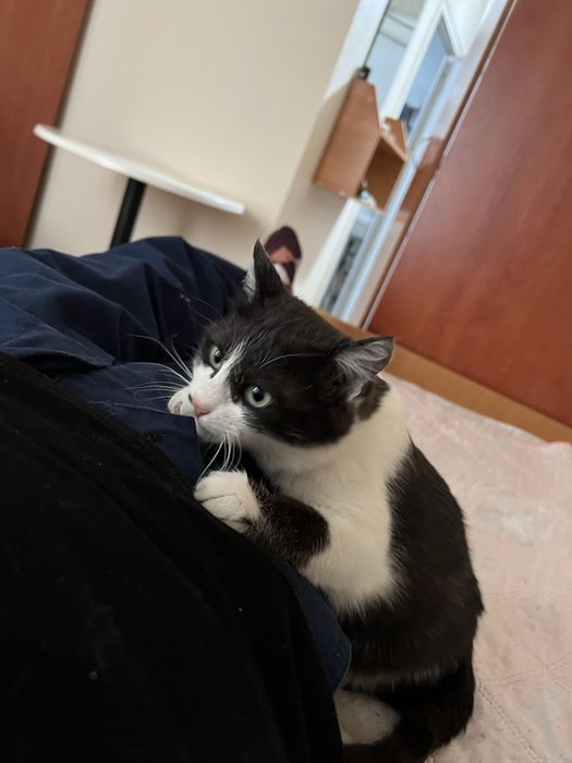 Отдам в добрые руки