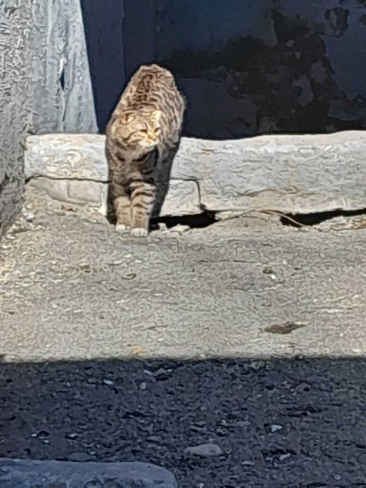 Чья потеряшка? Хозяин, забери!