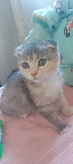 Котенок шотландский вислоухий
