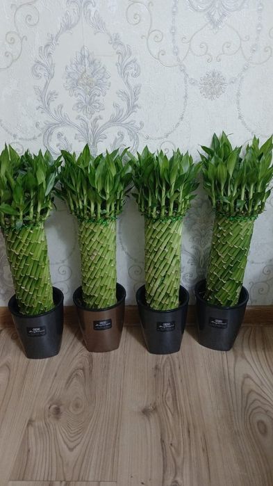 Комнатные растения Алматы
