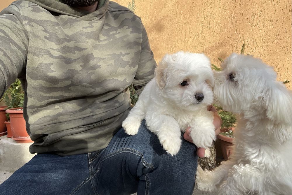 Vând Bichon Maltez