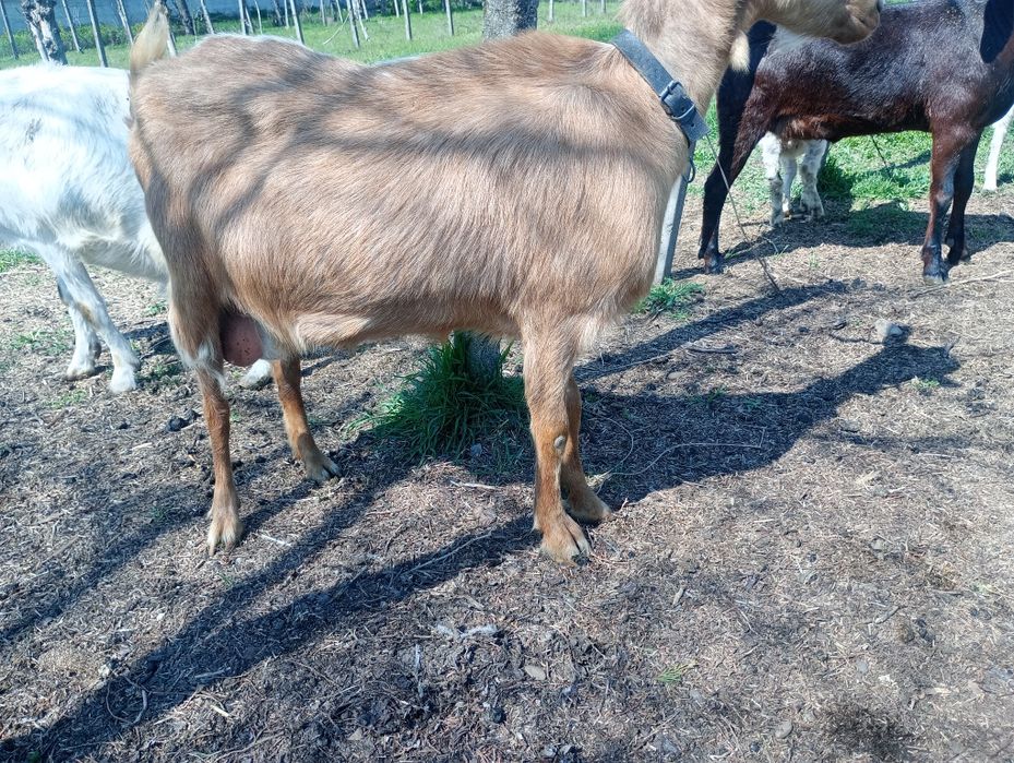 2 Capre cu lapte