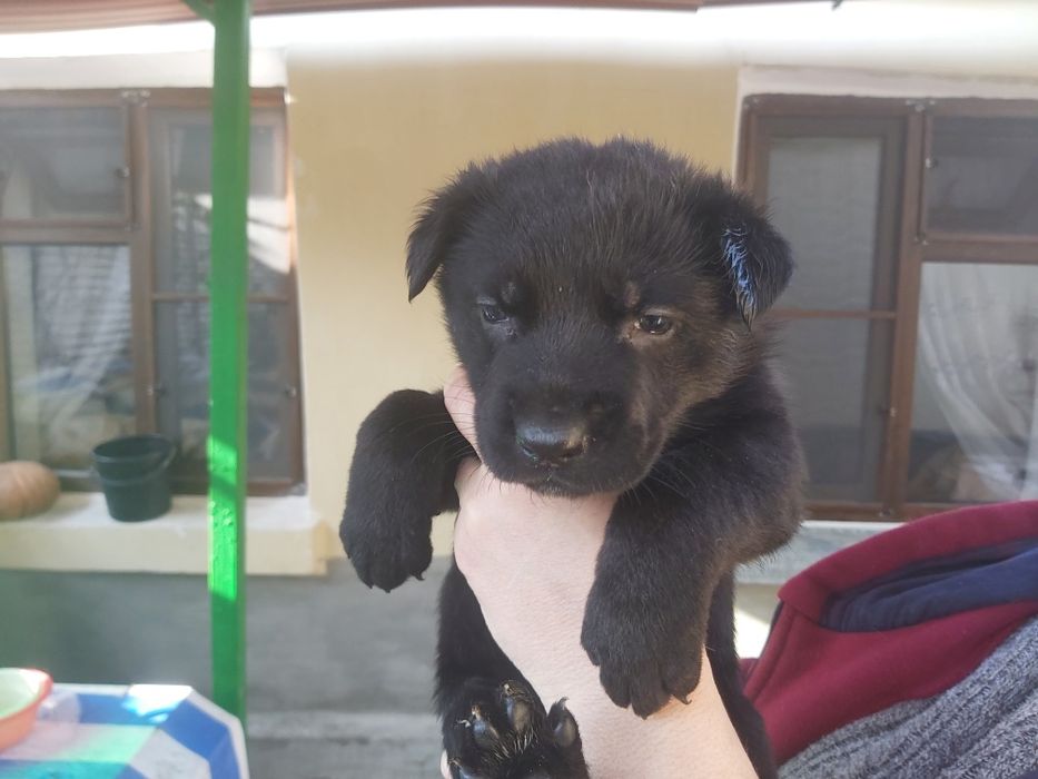 Прдаются чистокровные щенки немецкой овчарки