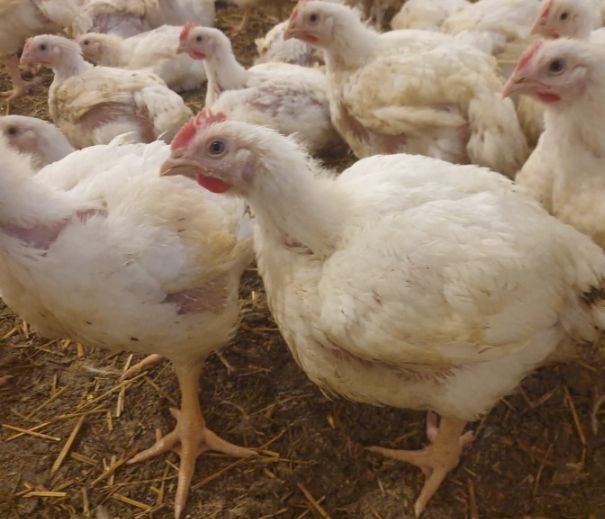 Bună ziua pui rasa mixta albi