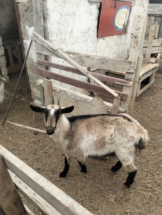 Ешкылер сатылады