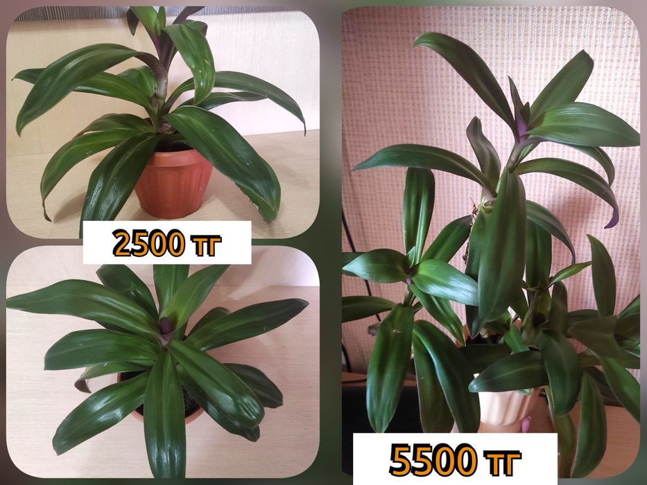 Комнатные цветы и растения