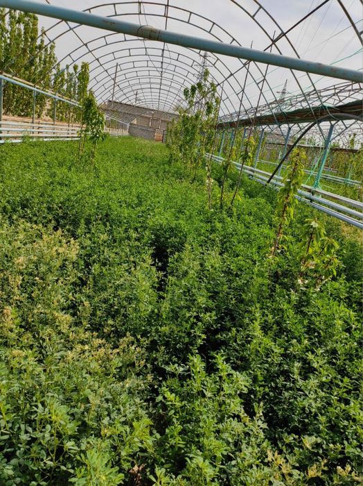 Truba va arka sotiladi.