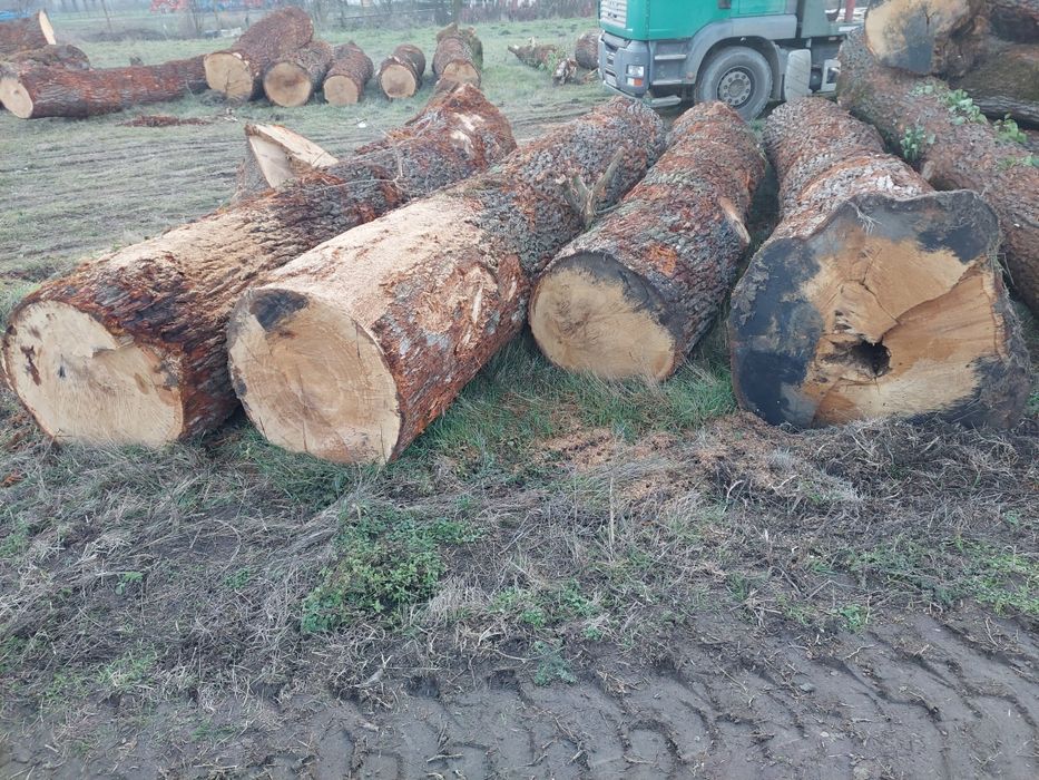 Vand bustean de Stejar