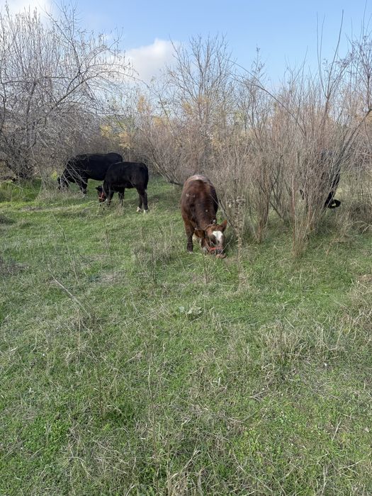 Vand doua vaci si doi vitei!