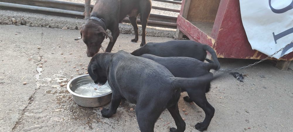 Donez 3 cateluse Labrador metis