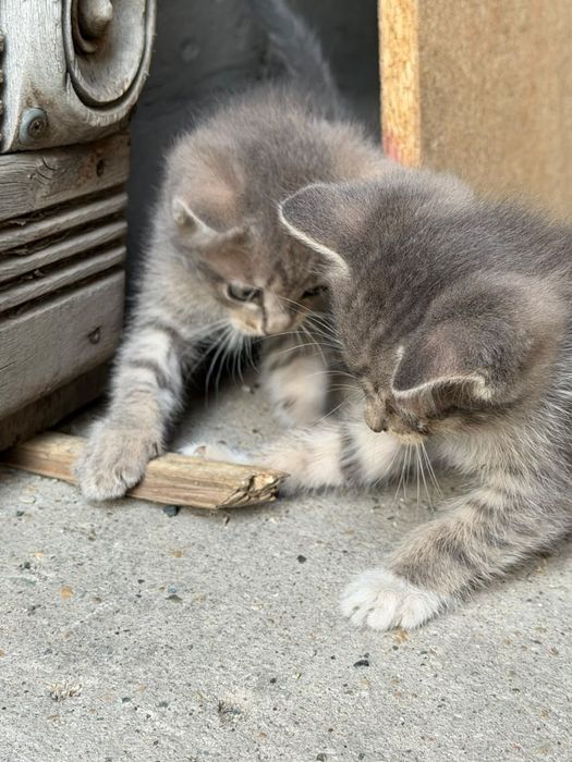 Отдам котят, все девочки