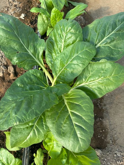 Varza kale/Mangold