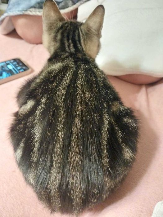Котёнок-девочка окрас дымчатый