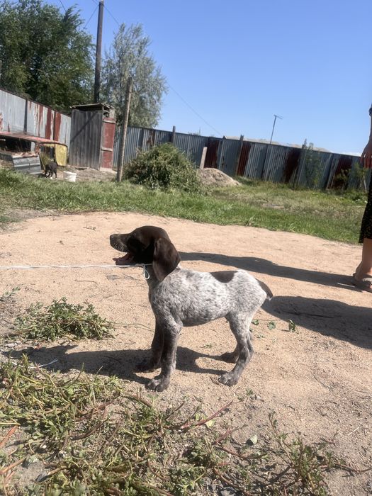 немецкий курцхаар щенок