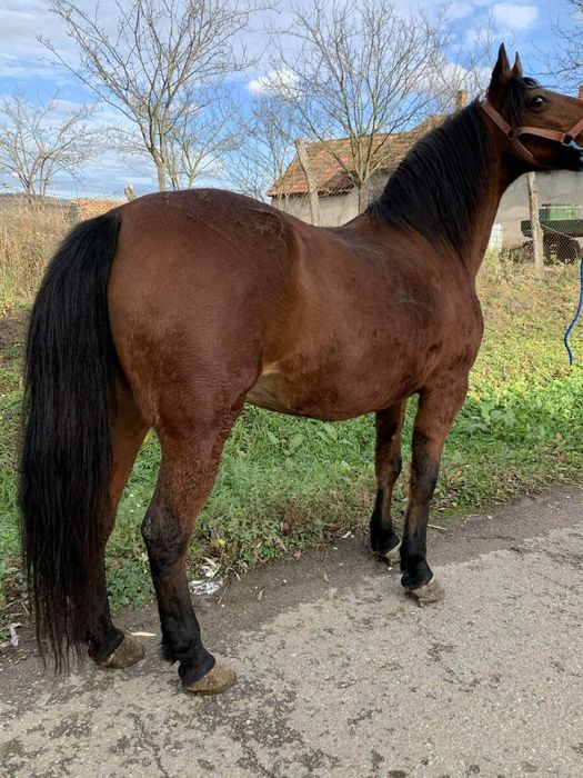 De vânzare o iapa eleganta !