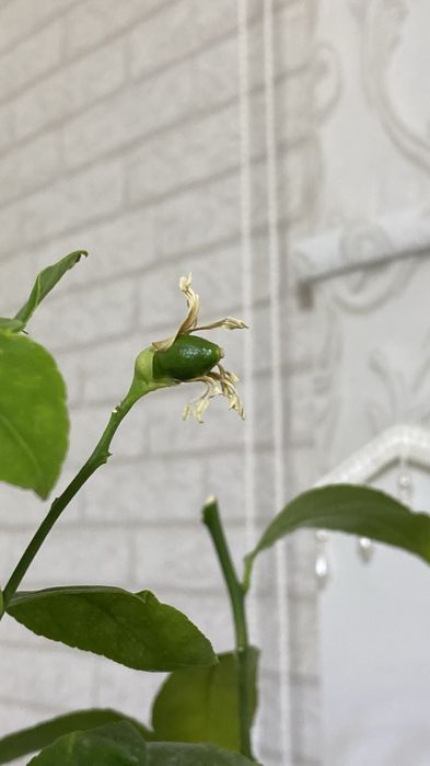 Лимонное дерево с плодами и бутонами