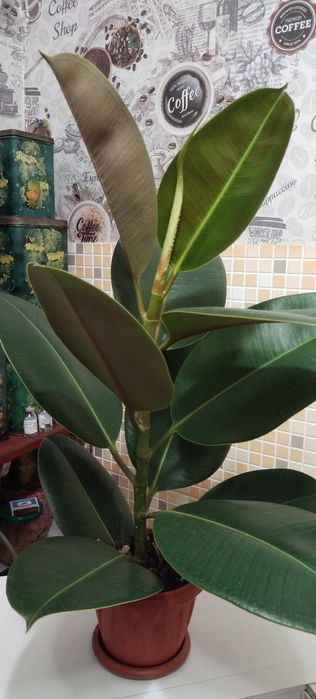 Комнатный фикус -фикус