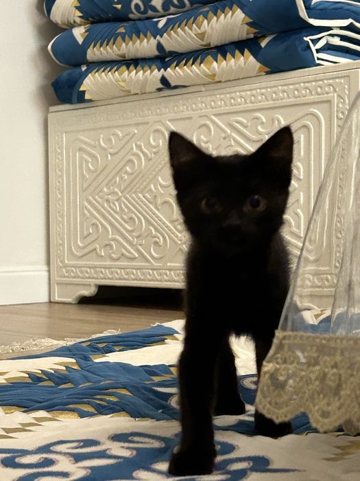 кошка срочноо