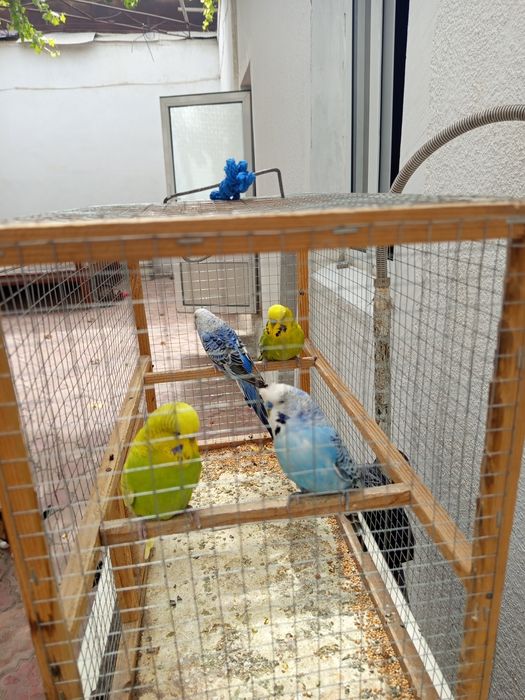 2 пар попугай сотилади