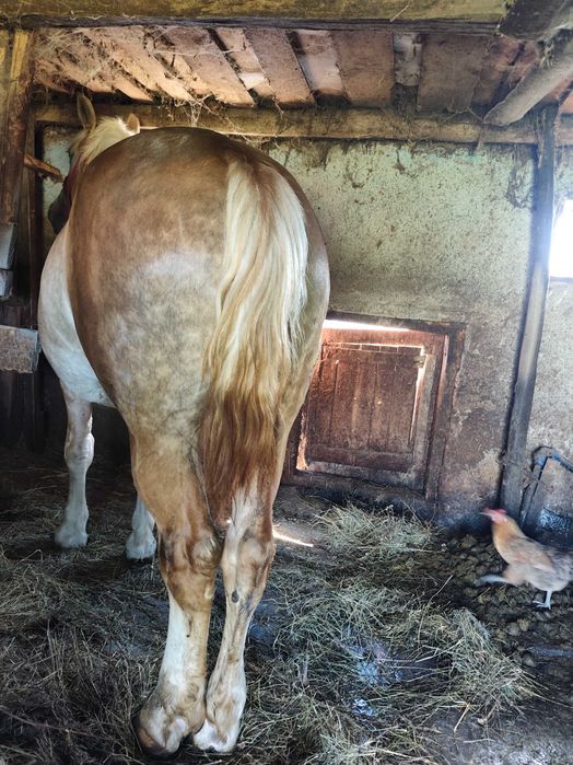 Vaca și mânză de vânzare!