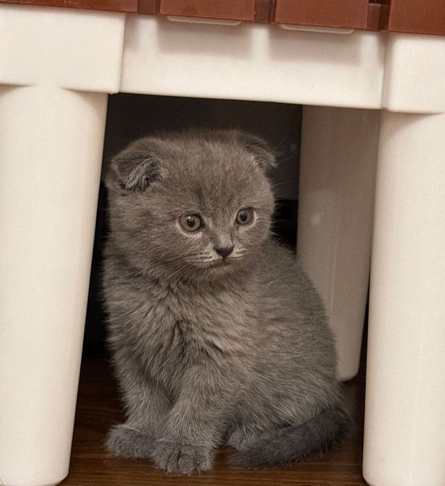 Продам скоттиш фолд